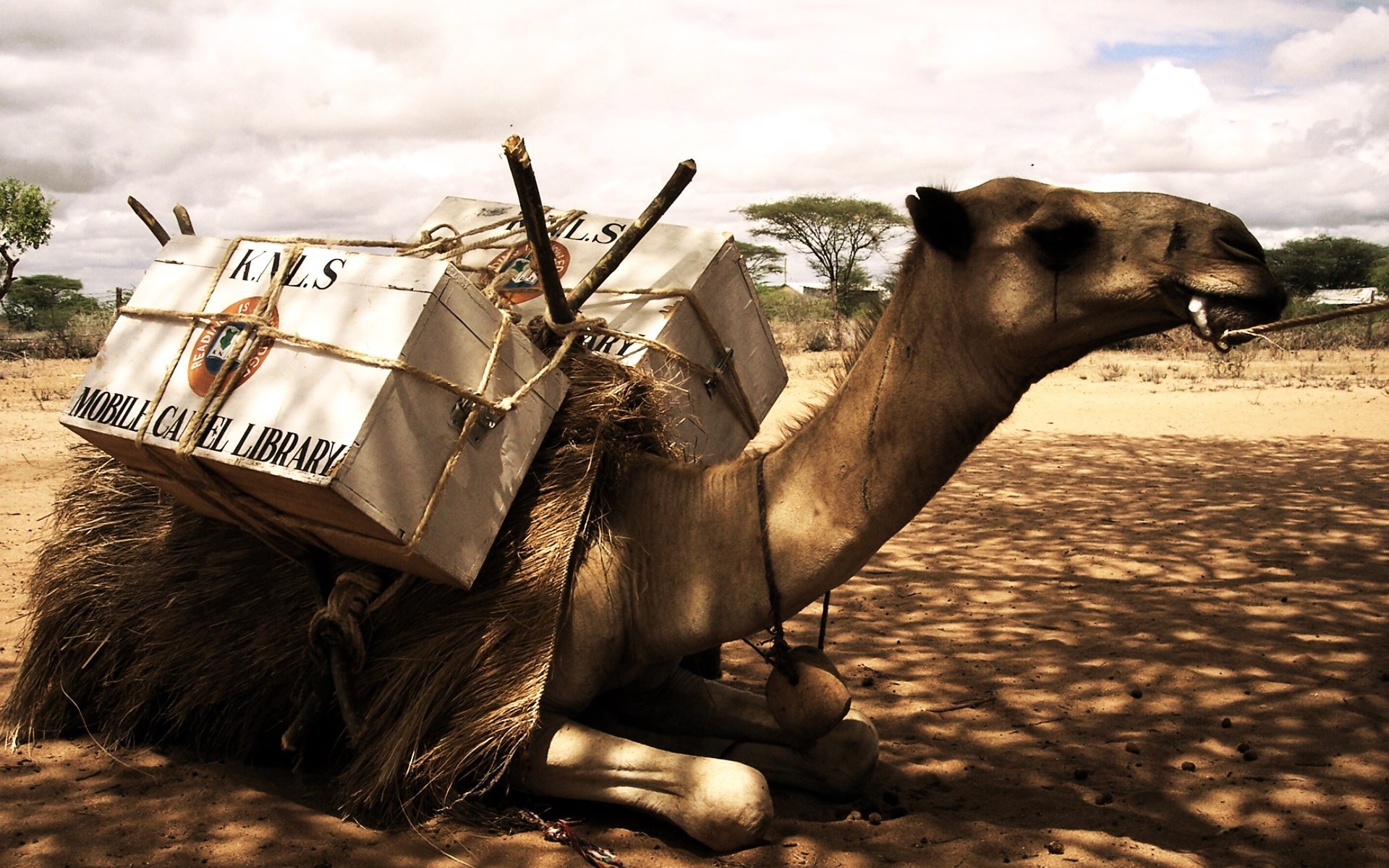 The mobile camel library in Garissa and Wajir, Kenya